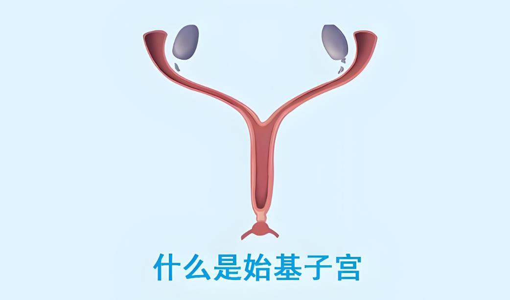 始基子宫:了解、治疗与生育的可能性