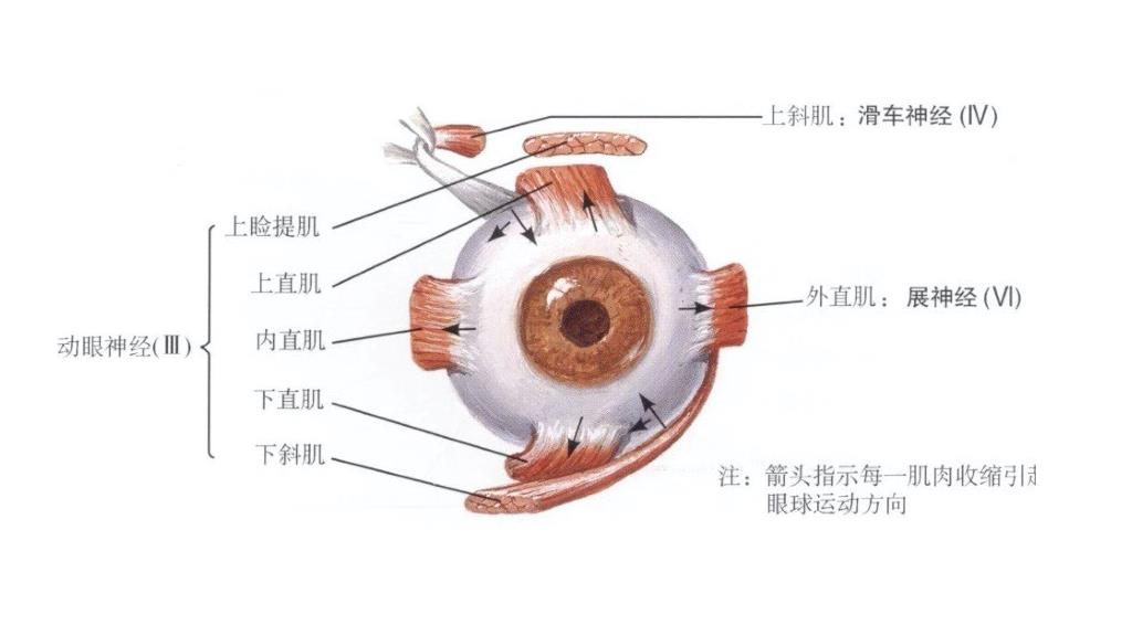 支配眼球运动的神经有哪些,支配眼球运动的是什么肌肉