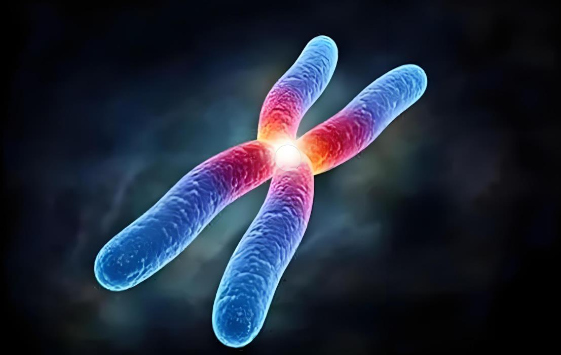 染色体平衡易位是遗传还是后天,染色体平衡易位做三代试管成功率高吗