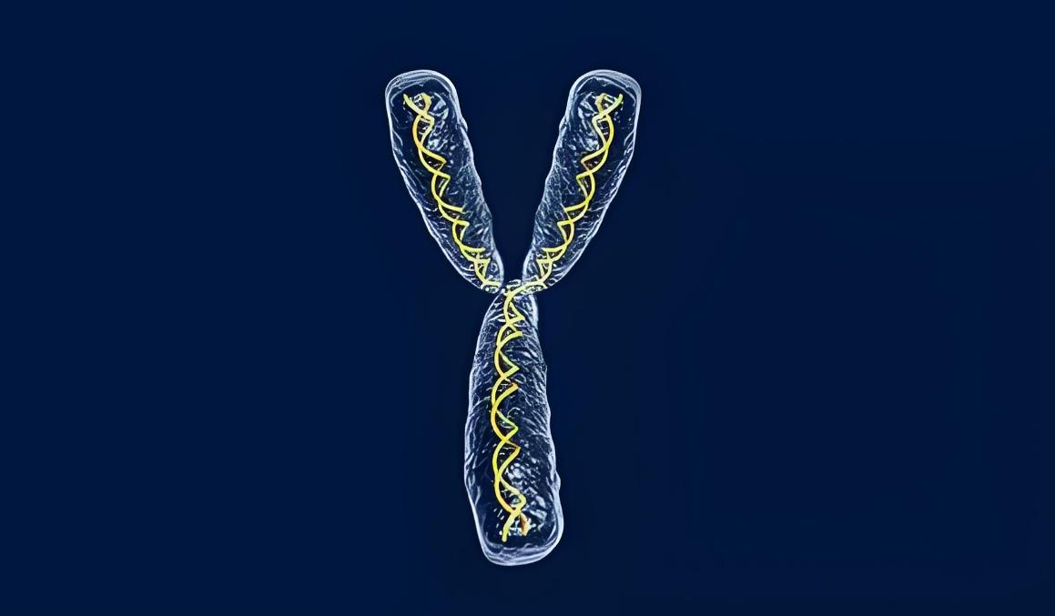 染色体平衡易位怎么查出来,染色体平衡易位卵子正常几率